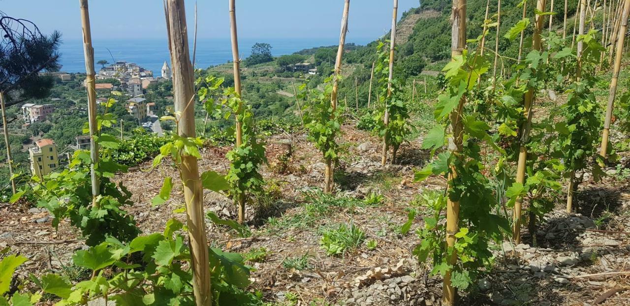 Bed and Breakfast Il Soppalco Corniglia Exterior foto